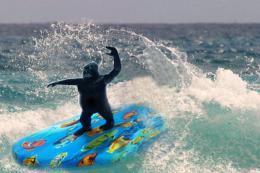 Surfing Gorilla